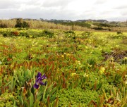 Flower field