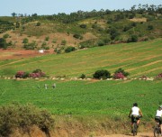 Field landscape