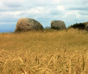 Wheat field