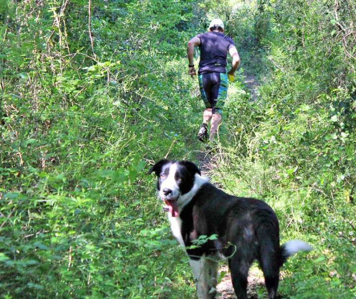 Dog Running